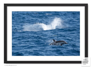 Short Beak Dolphin Jumps in front of splash framed