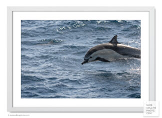 Short Beak Common Dolphin Leaping framed