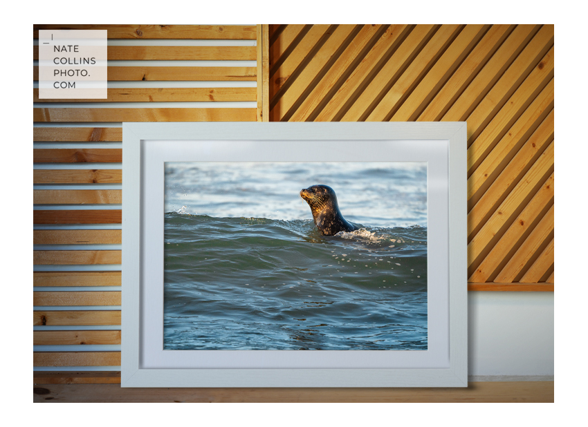 Seal Floating over wave golden hour in Pacific Beach framed on wood wall