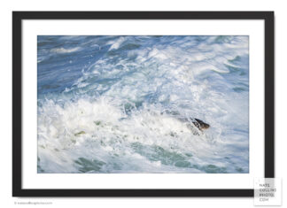 Sea Lion Surfing in Whitewash framed