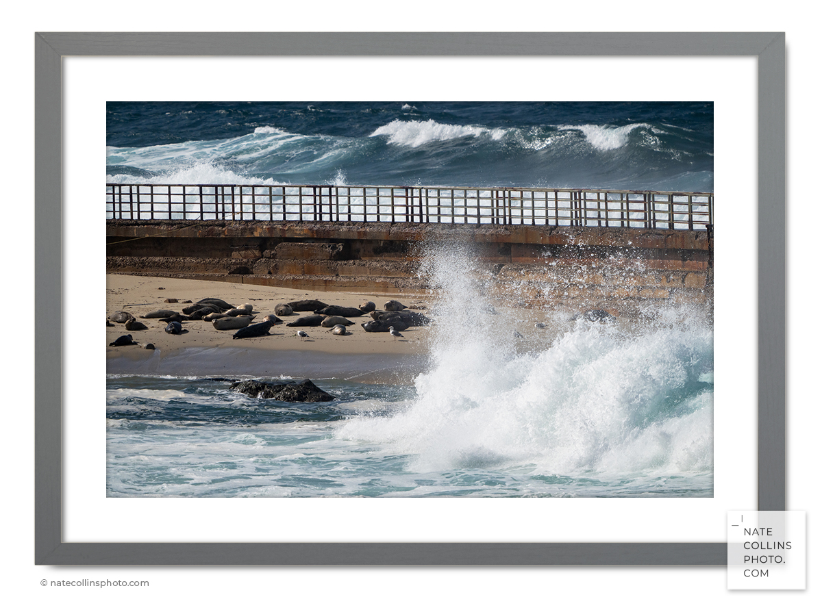 Seals resting in Childrens Pool with seawall framed