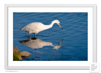 Snow Egret at edge of San Diego River with reflection framed