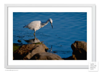 Snow Egret at edge of San Diego River with rocks framed