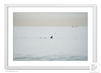 Dolphin Spyhopping on calm day off Pacific Beach framed