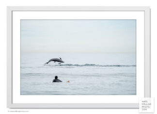 Surfer watches dolphin jumping on overcast morning framed