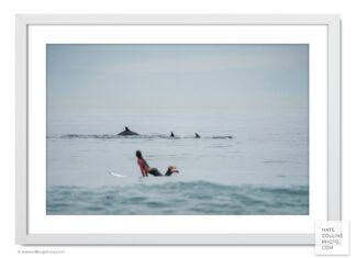 Woman Surfer Watching Dolphins Swim Past framed