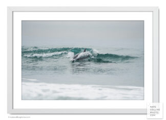 Bottlenose Dolphin changes direction surfing a wave off Mission Beach framed