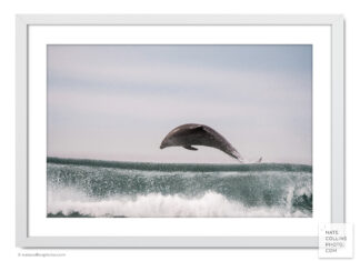 Bottlenose Dolphin leaps out the back of crashing wave off Pacific Beach framed