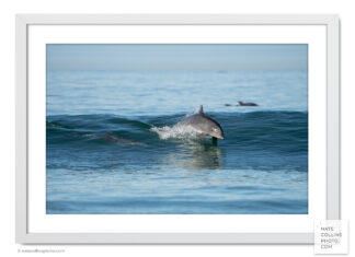 Bottlenose Dolphin jumps from wave framed