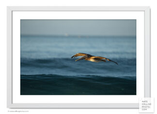 Brown Pelican at Golden Hour with horizontal color bands framed