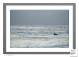 Dolphin Dorsal before sunrise in waves framed