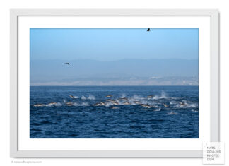 Pod of leaping Short Beak Dolphins off La Jolla framed