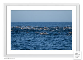 Common Dolphins with horizon framed