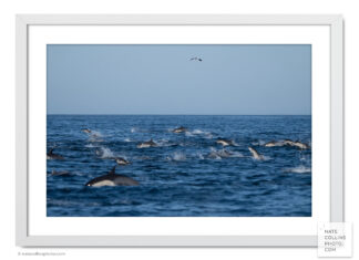 short beak common dolphins jumping framed