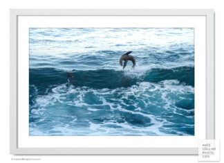 Sea Lion leaps from green wave before sunrise framed