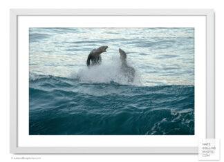 two sea lions jump from wave barking framed