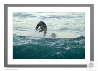 Sea Lion over wave with spray framed