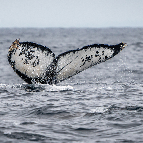 Humpback Tail