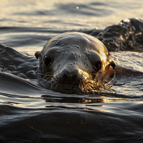 Sea Lion with water drips at sunrise