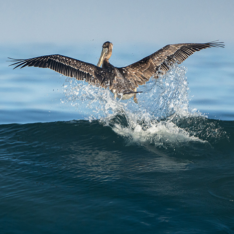 blog title image pelican crashing through wave top